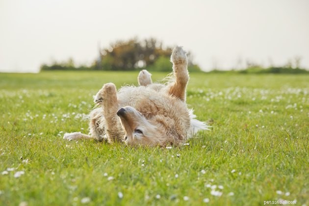 Top Dog Deodorizing Sprays of 2022 – Keep Your Pup Fresh & Odor-Free