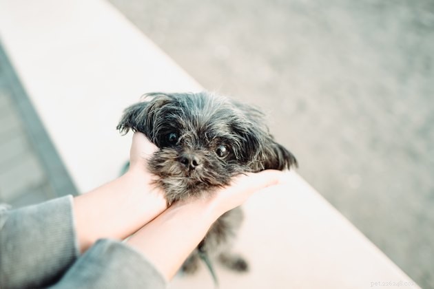Top Dog Eye Wash Solutions of 2022: Safe & Effective Choices