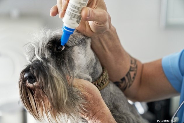 Top Dog Eye Wash Solutions of 2022: Safe & Effective Choices