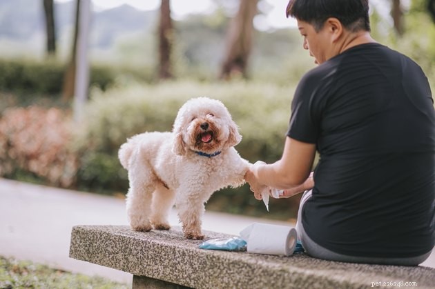 Top Dog Wipes of 2022: Expert Picks for Clean & Healthy Pups