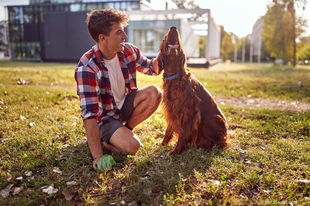 Top Pet Waste Garbage Cans of 2022: Clean, Odor‑Free Solutions
