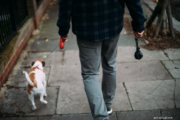 Top 7 Dog Poop Bag Holders of 2022 – Durable, Convenient Picks for Every Walk