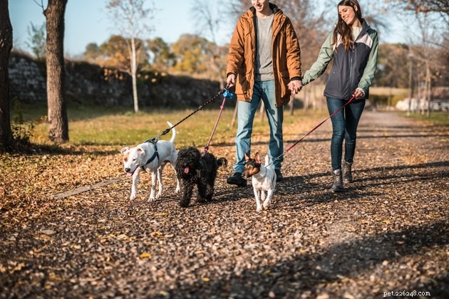Top 7 Dog Poop Bag Holders of 2022 – Durable, Convenient Picks for Every Walk