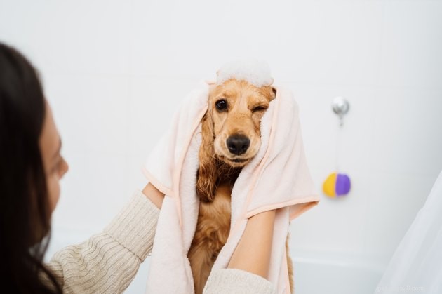 Expert Guide: Minimizing Pet-Related Allergens for a Healthier Home