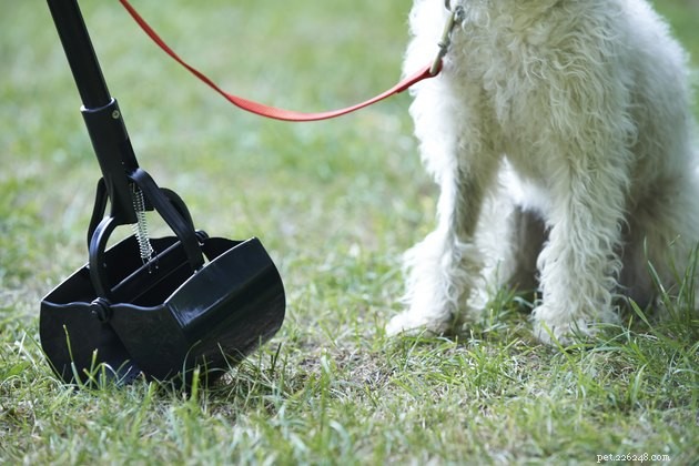 Top Dog Pooper Scoopers of 2022: Choose the Best for a Cleaner Yard