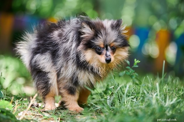 Top Dog Pooper Scoopers of 2022: Choose the Best for a Cleaner Yard