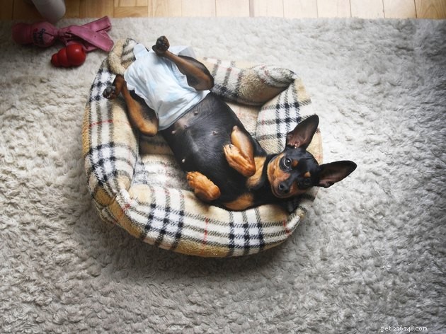 Top 2022 Dog Diapers: Leak‑Proof, Comfortable, and Easy to Fit