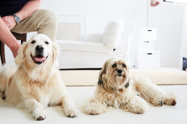 Top 2022 Dog Leave-In Conditioners: Keep Furry Friends Soft, Mat-Free & Healthy