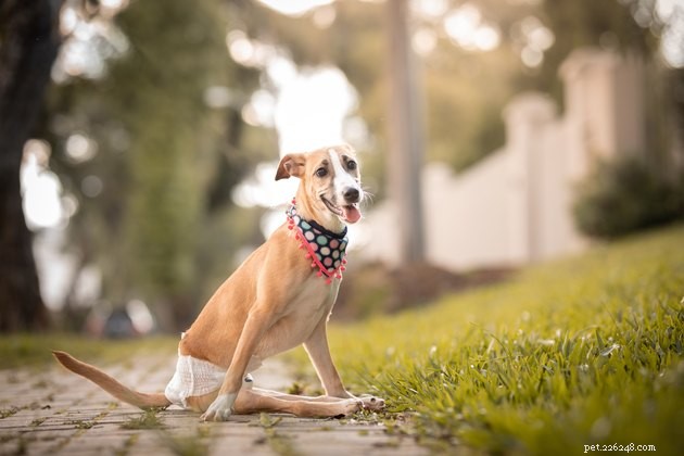 Top 2022 Dog Diapers: Leak‑Proof, Comfortable, and Easy to Fit