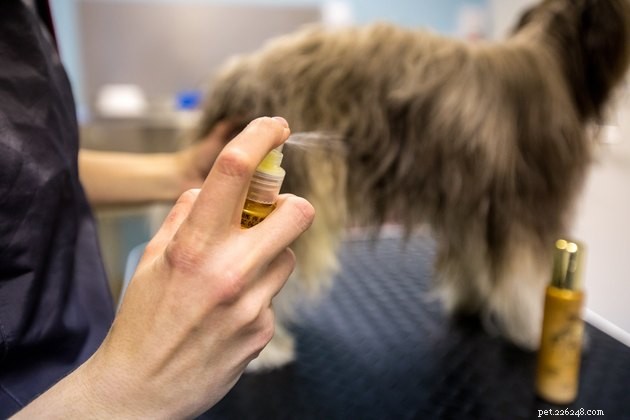 Top 2022 Dog Leave-In Conditioners: Keep Furry Friends Soft, Mat-Free & Healthy