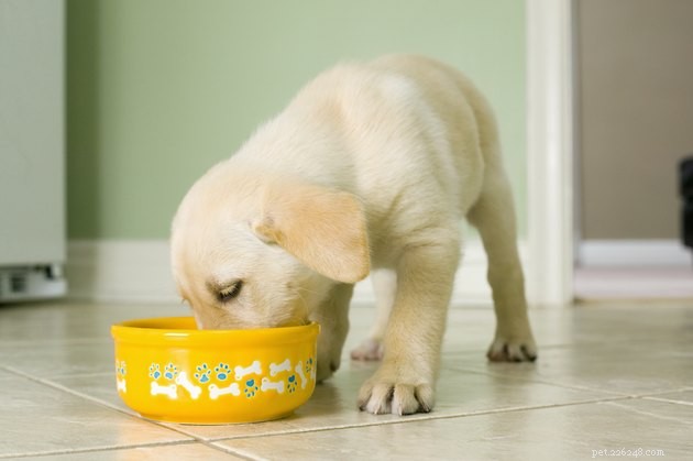 Top-Rated Puppy Foods of 2022: Fuel Your Pup s Growth