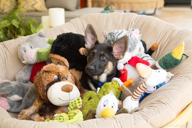 Discover Your Dog’s Favorite Toys: A Guide to Choosing Playthings That Promote Well-Being