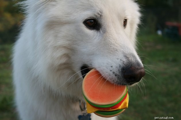 Discover Your Dog’s Favorite Toys: A Guide to Choosing Playthings That Promote Well-Being