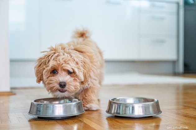 2022’s Best Fresh Dog Foods: Premium, Human‑Grade Meals for Healthy Pups