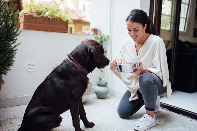 2022’s Best Fresh Dog Foods: Premium, Human‑Grade Meals for Healthy Pups