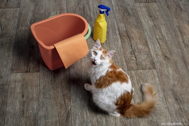 Top Pet Stain Removers of 2022: Fast, Safe, and Pet-Friendly