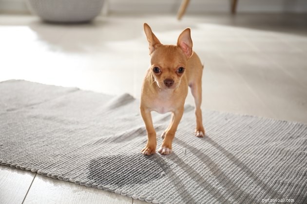 Top Pet Stain Removers of 2022: Fast, Safe, and Pet-Friendly