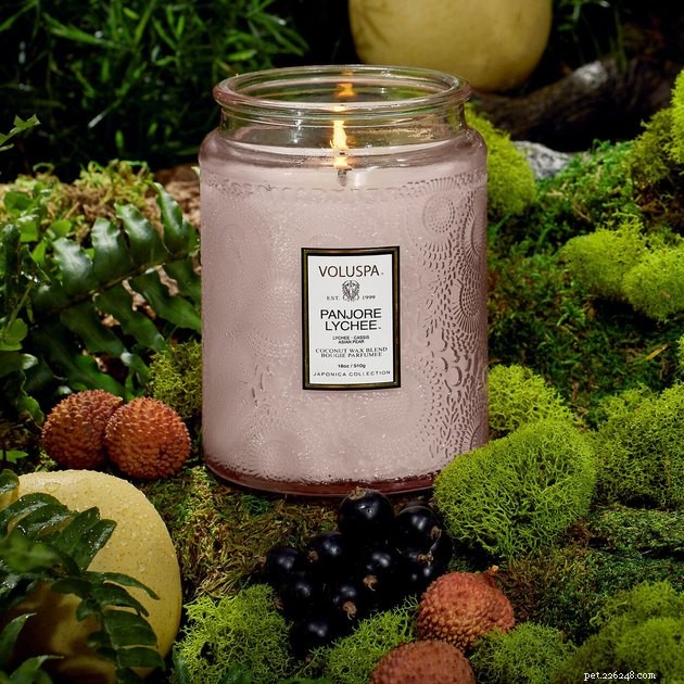 Top Pet Odor‑Neutralizing Candles & Diffusers for a Fresh Home