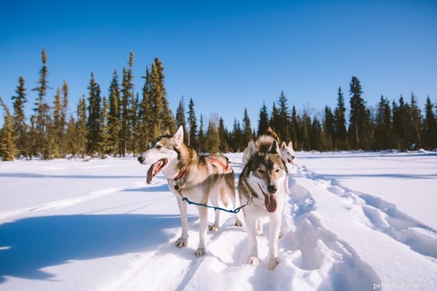 Discover Skijoring: The Exciting Dog‑Powered Cross‑Country Ski Sport
