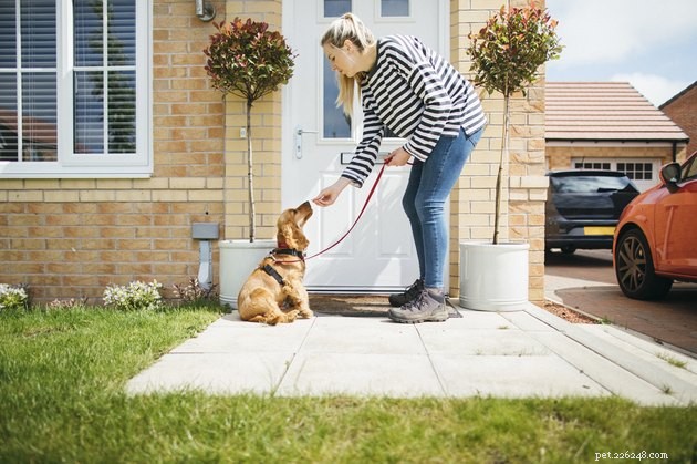 Top Puppy Treats of 2022: Healthy & Delicious Choices