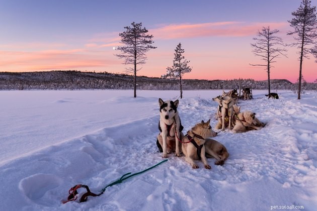 Discover Skijoring: The Exciting Dog‑Powered Cross‑Country Ski Sport