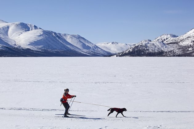 Discover Skijoring: The Exciting Dog‑Powered Cross‑Country Ski Sport