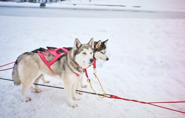 Discover Skijoring: The Exciting Dog‑Powered Cross‑Country Ski Sport