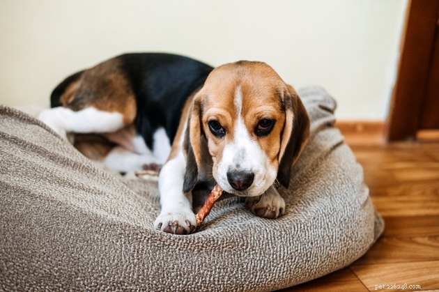 Top Puppy Treats of 2022: Healthy & Delicious Choices
