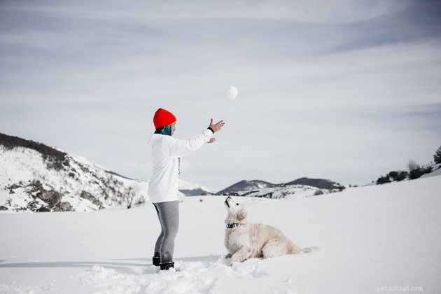 8 Engaging Snow Games to Keep Your Dog Active & Happy