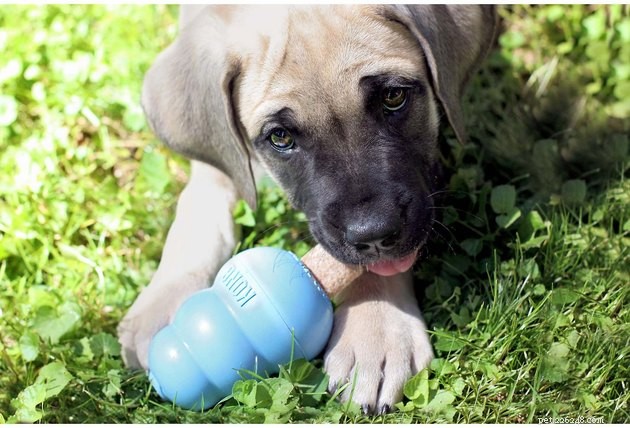Top Puppy Treats of 2022: Healthy & Delicious Choices