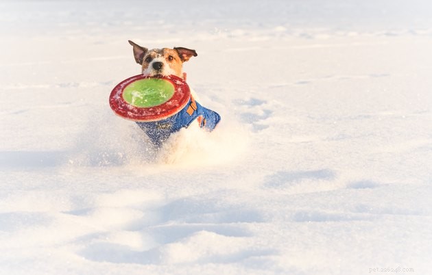 8 Engaging Snow Games to Keep Your Dog Active & Happy
