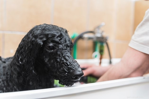 Top Dog Conditioners of 2022: Expert‑Recommended Choices for Healthy Skin & Shiny Coat