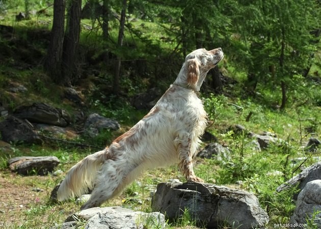 Is Your Dog Truly Happy With Your Actions? Learn to Read Their Body Language