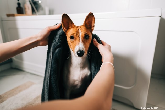 Top Dog Conditioners of 2022: Expert‑Recommended Choices for Healthy Skin & Shiny Coat