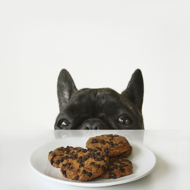 How Accurate Is a Dog’s Sense of Taste? Facts & Insights
