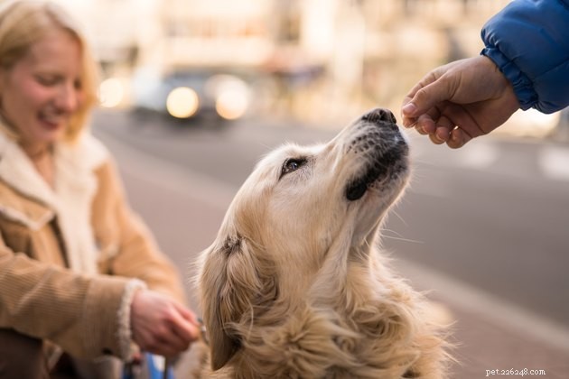 Top Soft Dog Treats of 2022: Best Choices for Your Pet