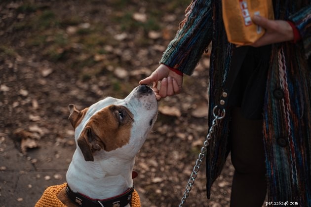 Top Soft Dog Treats of 2022: Best Choices for Your Pet