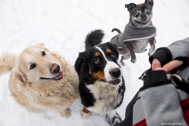 Top 10 Freeze‑Dried Dog Treats of 2022: Health, Taste, and Trust