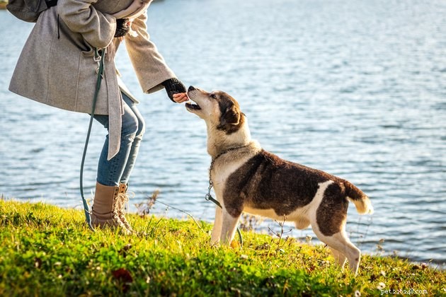 Top 10 Freeze‑Dried Dog Treats of 2022: Health, Taste, and Trust