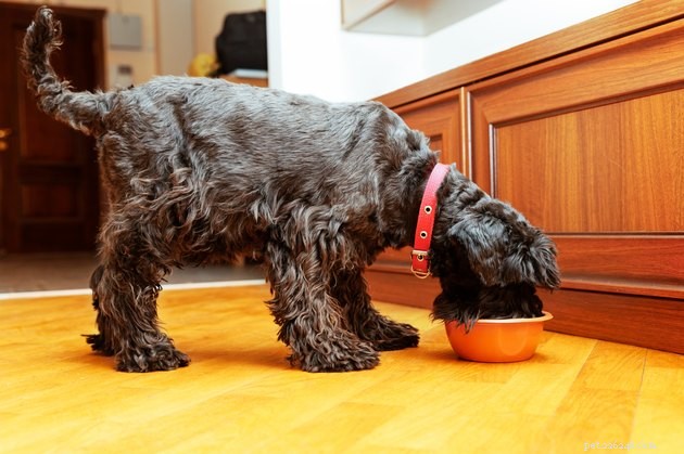 Do Dogs Truly Love Food More Than Their Owners?