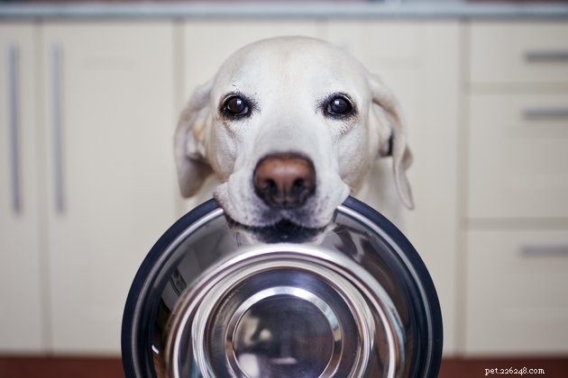 Do Dogs Truly Love Food More Than Their Owners?