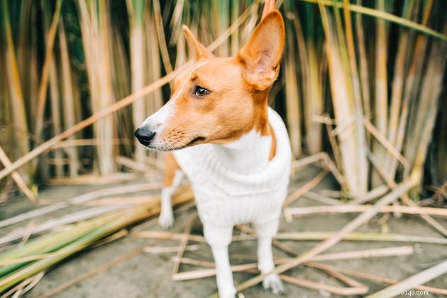 Top Dog Sweaters of 2022: Warm, Cozy, and Comfortable