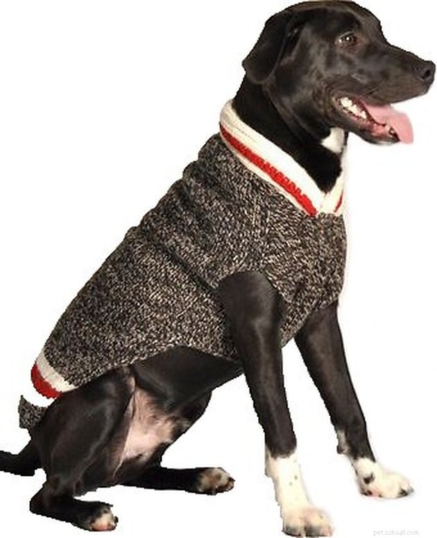 Top Dog Sweaters of 2022: Warm, Cozy, and Comfortable