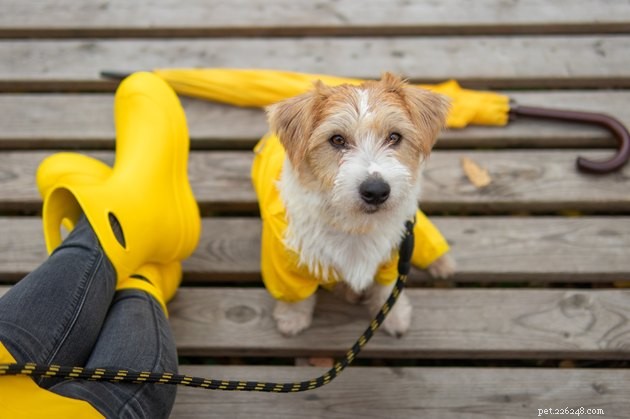 Top Dog Raincoats of 2022: Keep Your Pup Dry and Comfortable