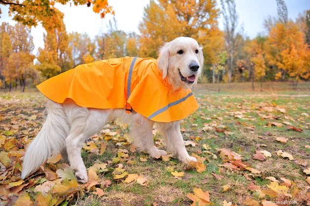 Top Dog Raincoats of 2022: Keep Your Pup Dry and Comfortable