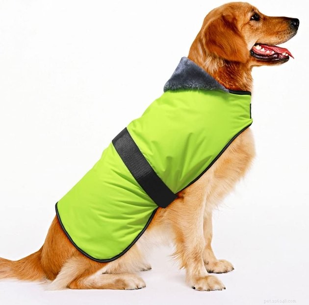 Top Dog Raincoats of 2022: Keep Your Pup Dry and Comfortable