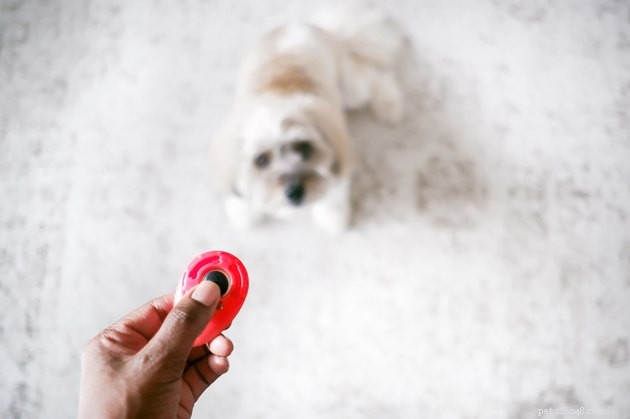 Top Dog Training Clickers of 2022 – Expert‑Rated for Success