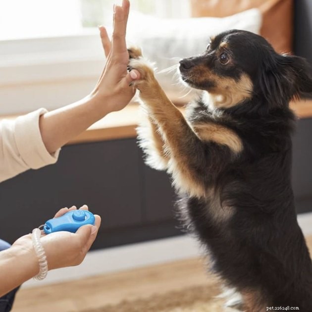 Top Dog Training Clickers of 2022 – Expert‑Rated for Success