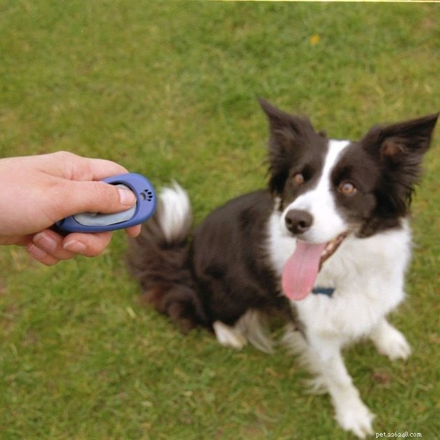 Top Dog Training Clickers of 2022 – Expert‑Rated for Success