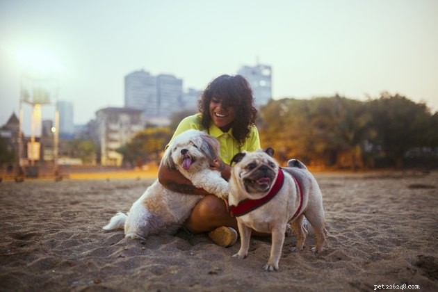 6 Essential Tips for a Safe & Fun Beach Day with Your Dog
